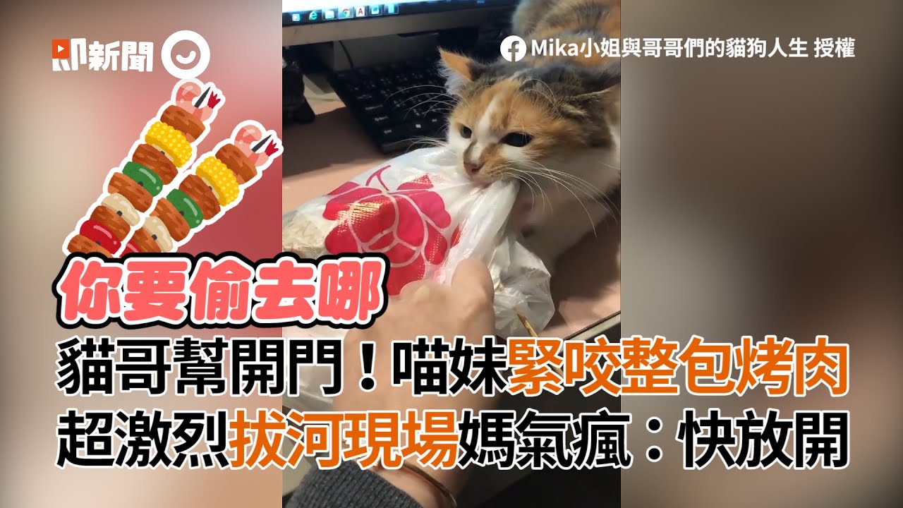 貓哥幫開門！喵妹緊咬整包烤肉 超激烈拔河現場媽氣瘋：快放開│寵物│貓咪｜猫｜ねこ│Pet│Cat│Kitten