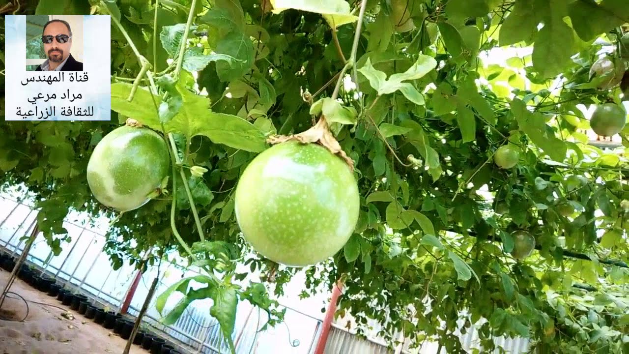 ثمرة كوكتيل او باشن فروت طرق تكاثر وتربية للحصول على ثمار Passion fruit حلقة 2