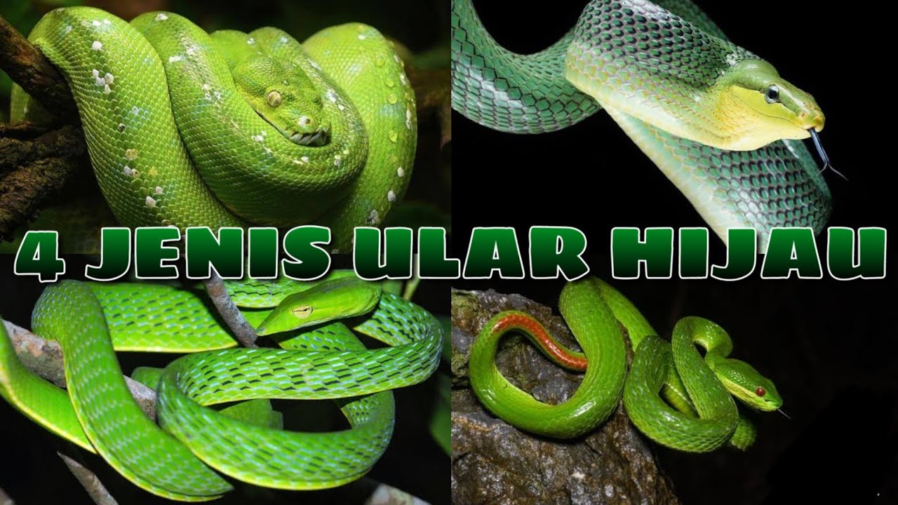 4 Jenis ular hijau Indonesia | Aral Cs