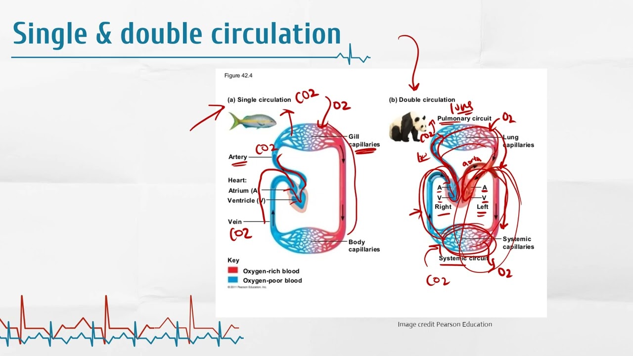 IB Biology B32 Transport - AHL - Animal Physiology