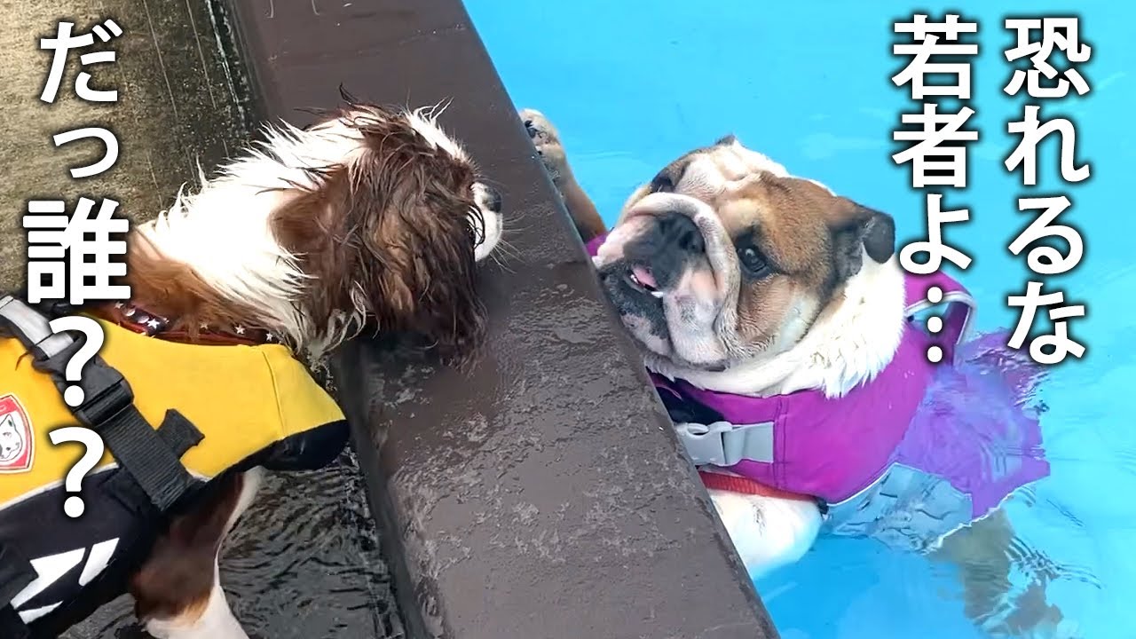 優しい目をしたブルドック先輩が子犬にプールの極意を教えてくれました