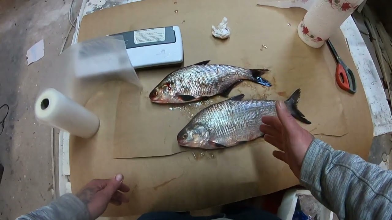 How To Freeze Shad For Bait