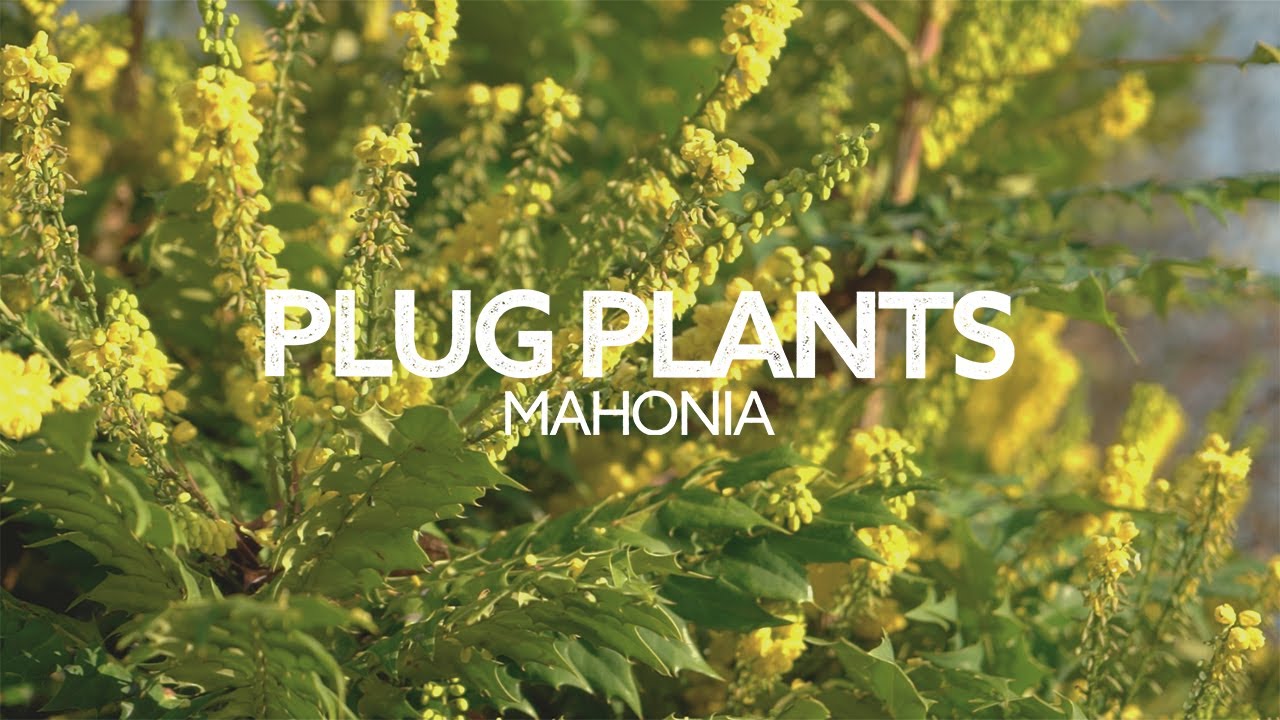 Plug Plants Ep 5: Mahonia! Everything You Need to Know! Must-Have Plant! How to Grow!