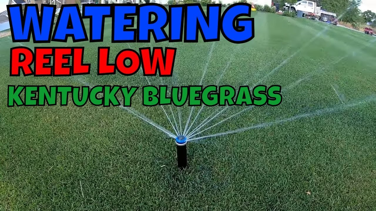 Watering REEL LOW KENTUCKY BLUEGRASS  // Connor Ward