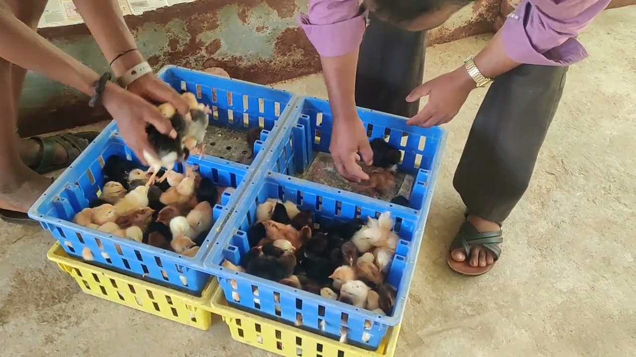 Mulla Jawari Nati Koli farm Hubli 1Day's Chicks available now 8970644468