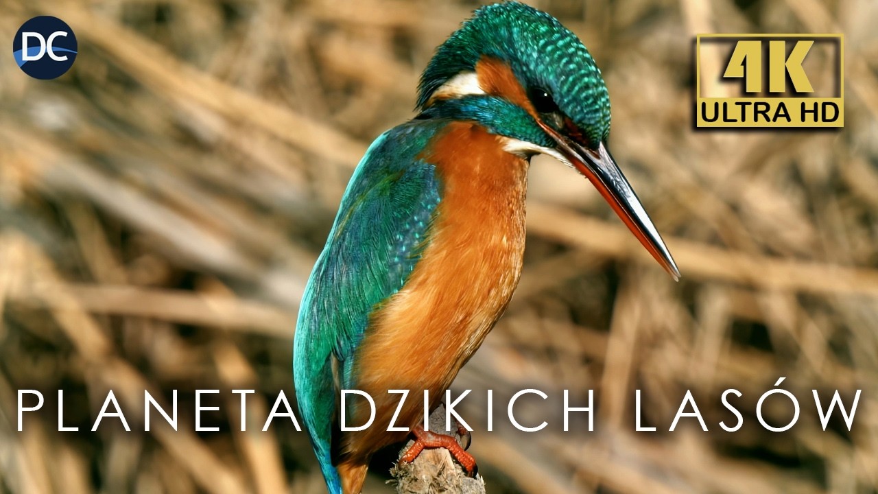 Lasy Liściaste P&oacute;łnocnej P&oacute;łkuli | Cztery Pory Roku | Dokument 4K Lektor PL