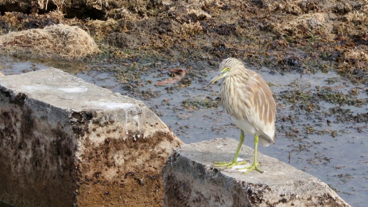 Indian Pond-Heron | Ardeola grayii | Indian Bird Videos #09