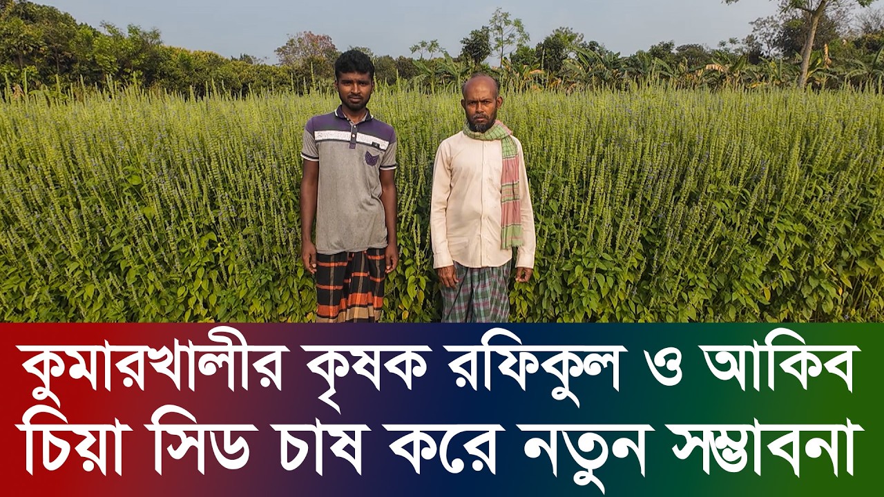 কুমারখালীর কৃষক রফিকুল ও আকিব যে কারণে চিয়া সিড চাষ করে নতুন সম্ভাবনা দেখছেন Chia seed | rk news24