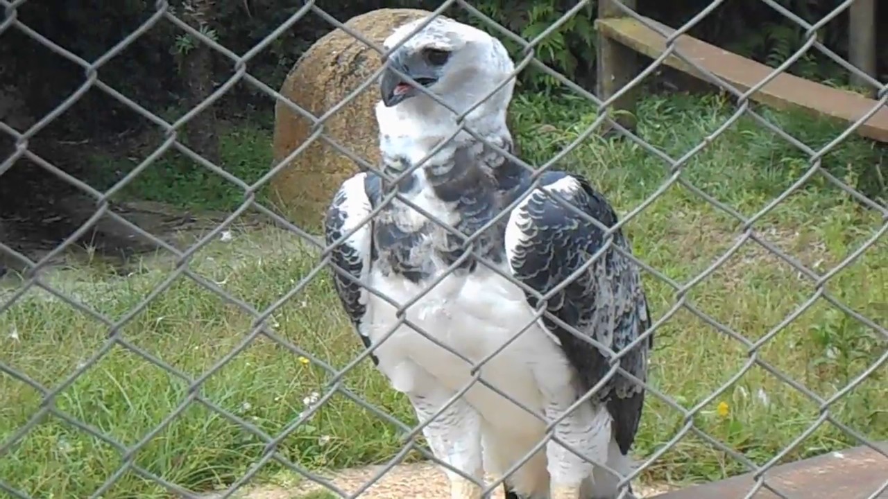 Grito da Harpia - Voluntariado no Criadouro Onça Pintada