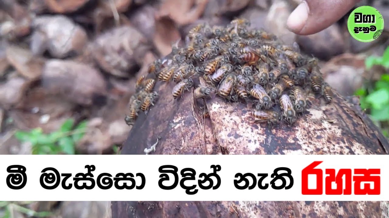 මී මැස්සො විදින් නැති රහස මෙන්න 
