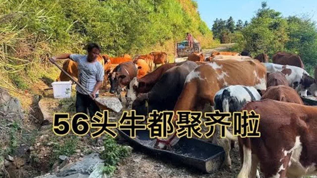 炎热的夏天，每天得看着所有牛喝到水才安心！【恋上小虎牙】