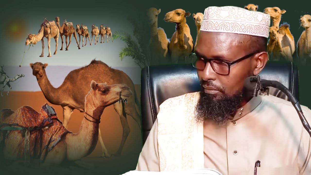 Mas,alo ! Qaabke looga Zaka bixiyaa Geela ! tirade !  su,aalo jwb muhiim-Ah ka faa iideyso - DAAWO