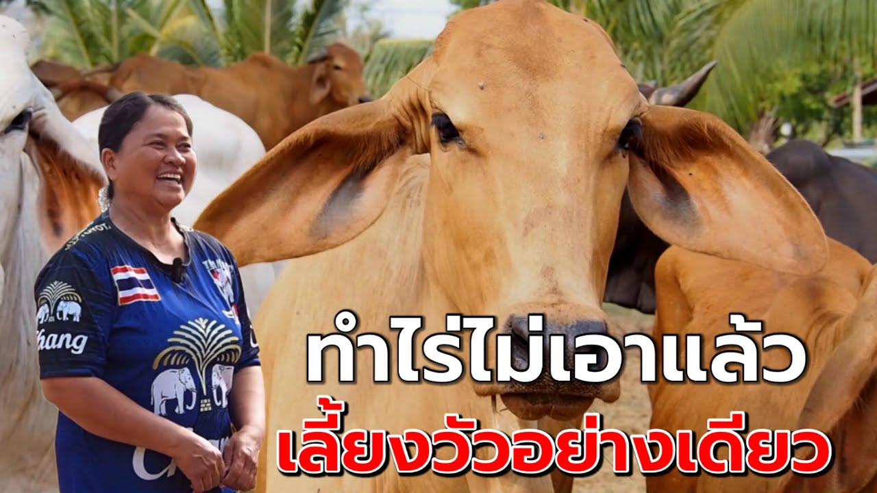 ทำไร่ไม่เอาแล้ว เลี้ยงวัวอย่างเดียว | คุณพยอม บ้านเขารัง ม.4 ต.หนองปลิง อ.เมือง จ.นครสวรรค์