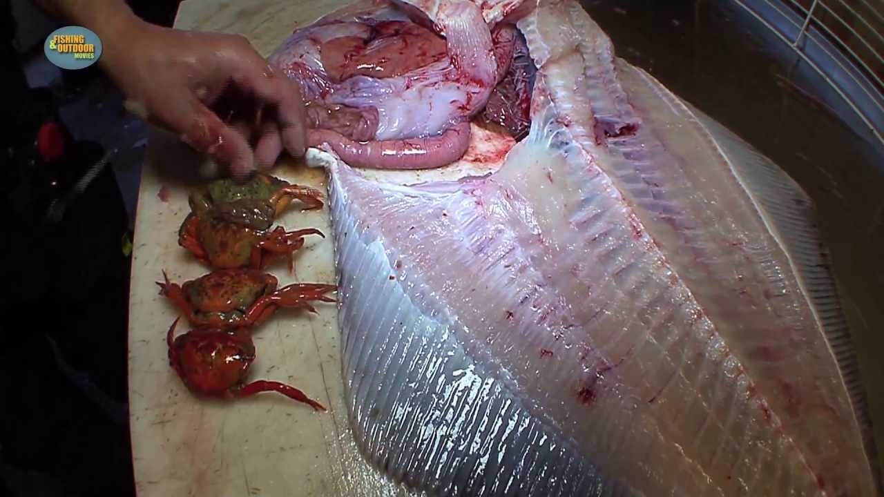 (HD) Filetieren eines Heilbutts - how to clean halibut