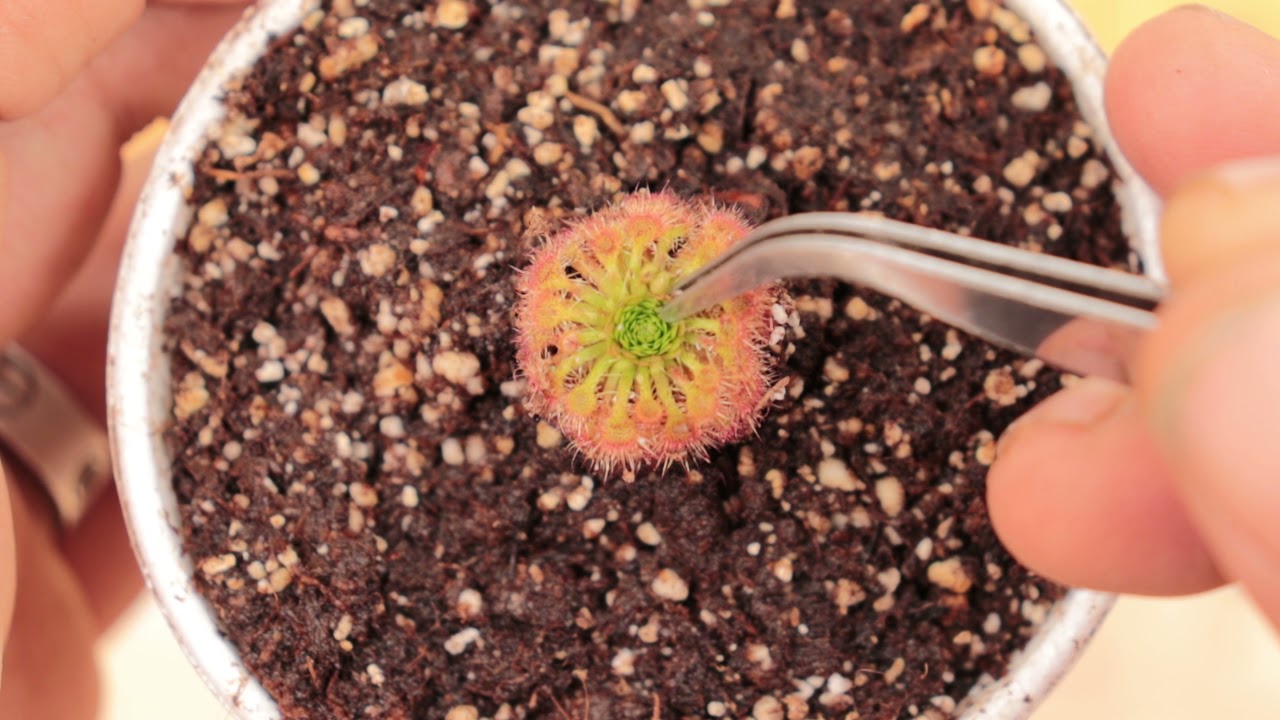 Como extraer gemas de droseras pigmeas/PLANTAS CARNÍVORAS