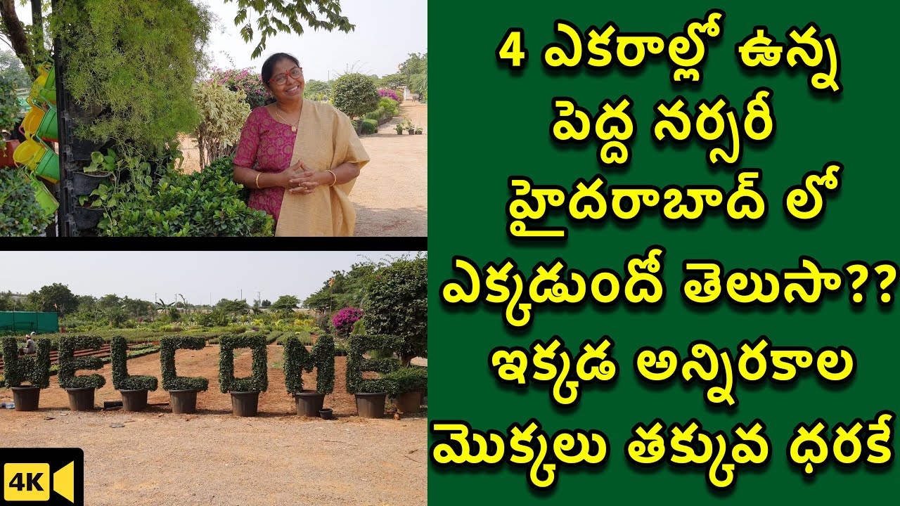 ఈ నర్సరీలో అన్నిరకాల మొక్కలు,ఎరువులు &కుండీలు తక్కువ ధరకే| Indoor,Out Door& fruitplants At Low Price