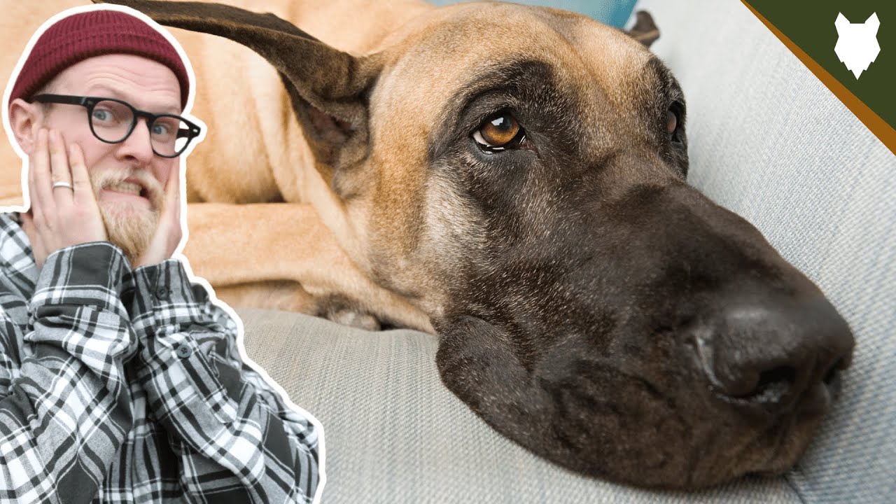 NEVER LET YOUR GREAT DANE EAT THIS!!!!