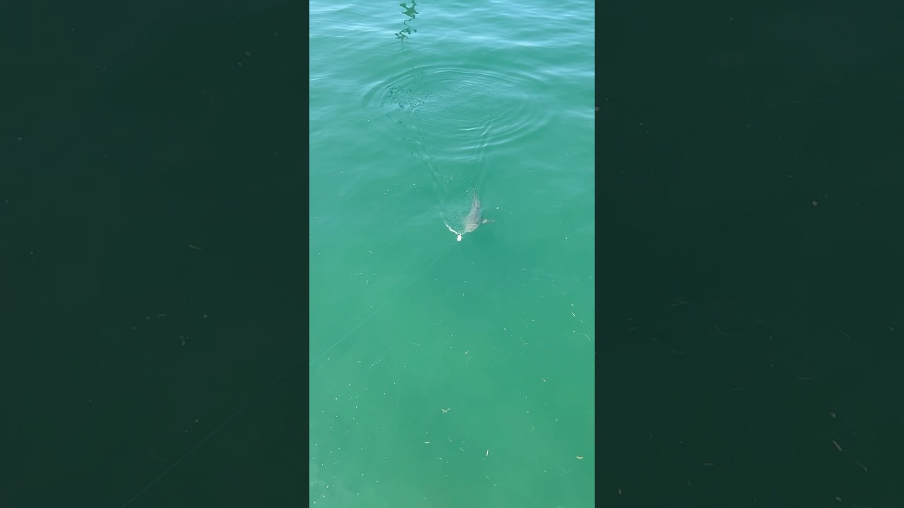 Aggressive Sharks Eat My Bait Florida Keys Bridge Fishing #floridakeys #sharkfishing  #bridgefishing
