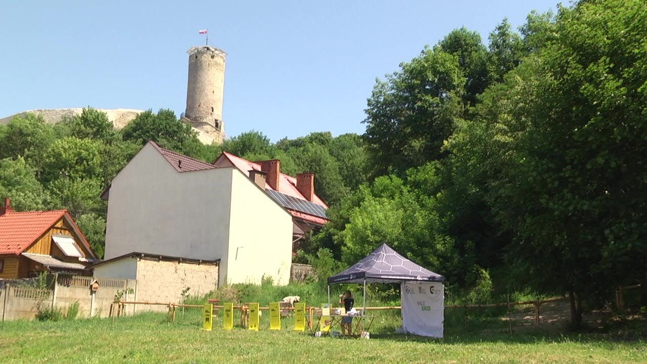 W Iłży powstała miejska pasieka