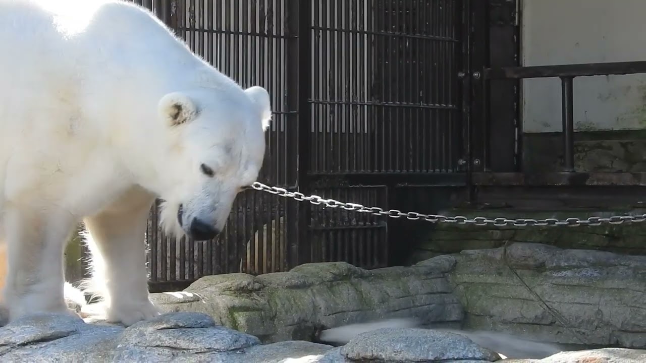 ホッキョクグマ　ピース（2026 2/3撮影）プール待ちが出来るかわいいピース