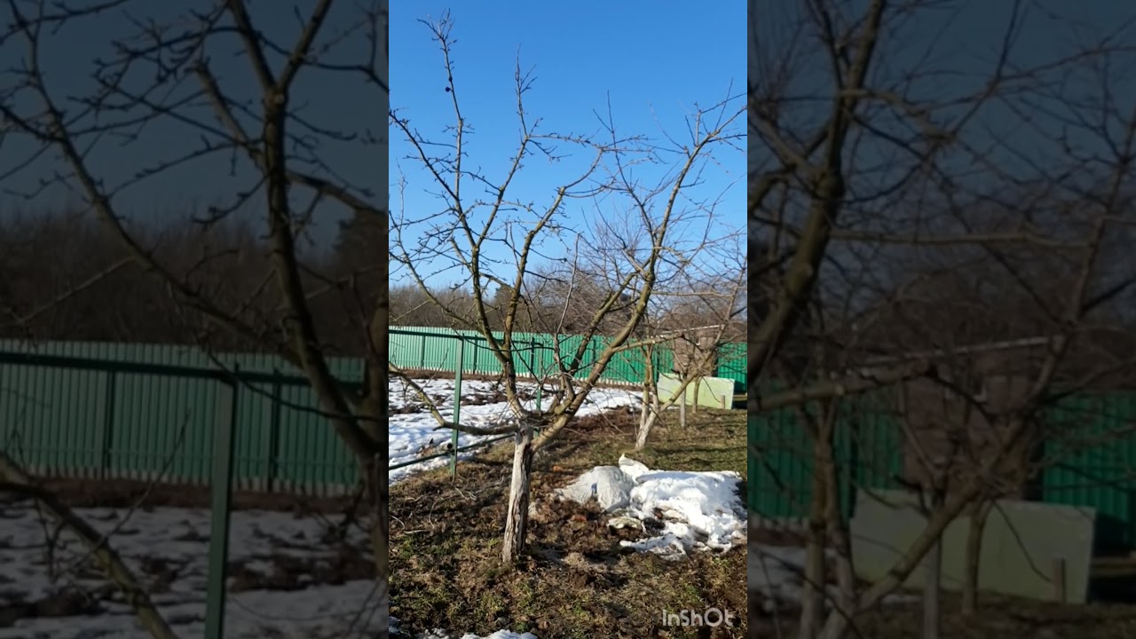 Обрезал #сад, растаял #виноградник