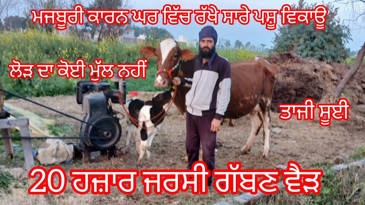 ਮਜਬੂਰੀ ਕਾਰਨ ਘਰ ਵਿੱਚ ਰੱਖੇ ਸਾਰੇ ਪਸ਼ੂ ਵਿਕਾਊ 20 ਹਜ਼ਾਰ ਵਿੱਚ ਗੱਬਣ ਜਰਸੀ ਵੈੜ/cow for sale/cheema dairy farm 