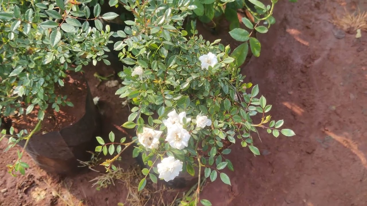 🌹 Rose Plants @ ₹80 Only 😍 | Today Offer 🔥 | Sai Hightech Nursery Garden | Limited Stock Sale 🌿