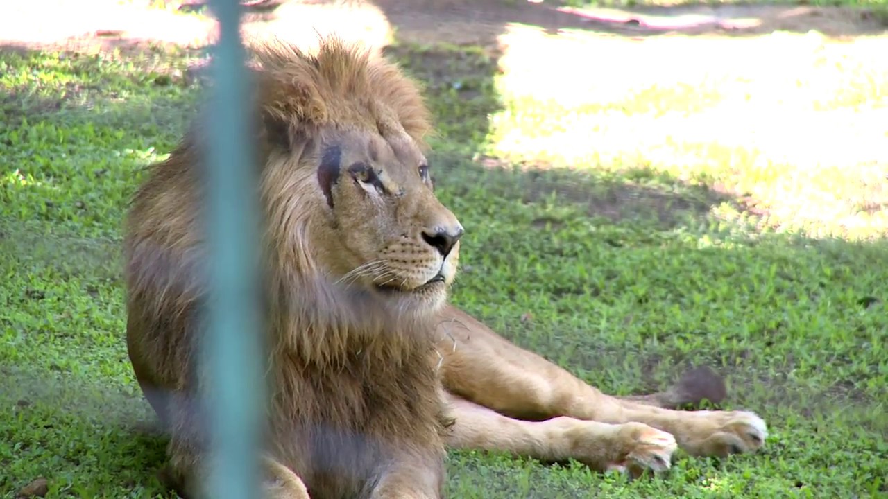 Transporte de leões-angolanos com a TAP Cargo