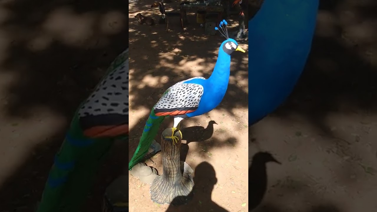 pavão finalizado em cimento