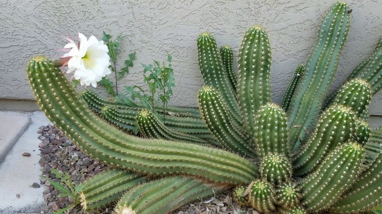 8 inches ang flower ng Argentine Cactus (Echinopsis candicans)