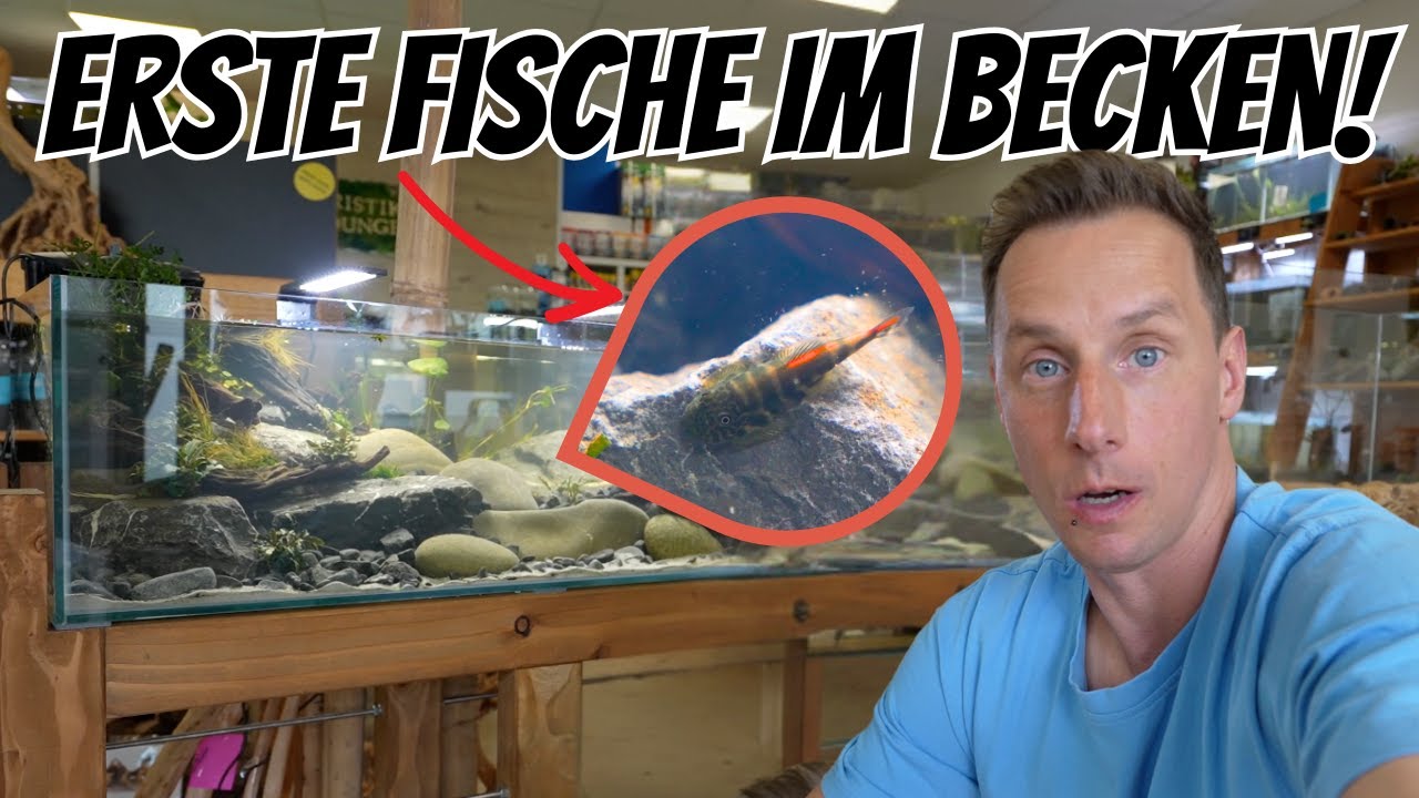 Flossensauger ziehen ein – Erste Bewohner im Borneo-Biotop Aquarium