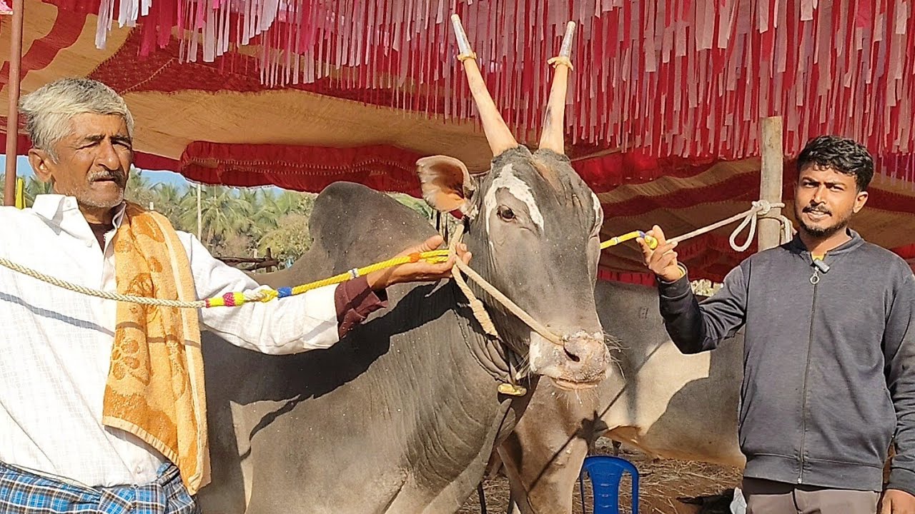 Bulls in Kengal cattle fair 2026!!
