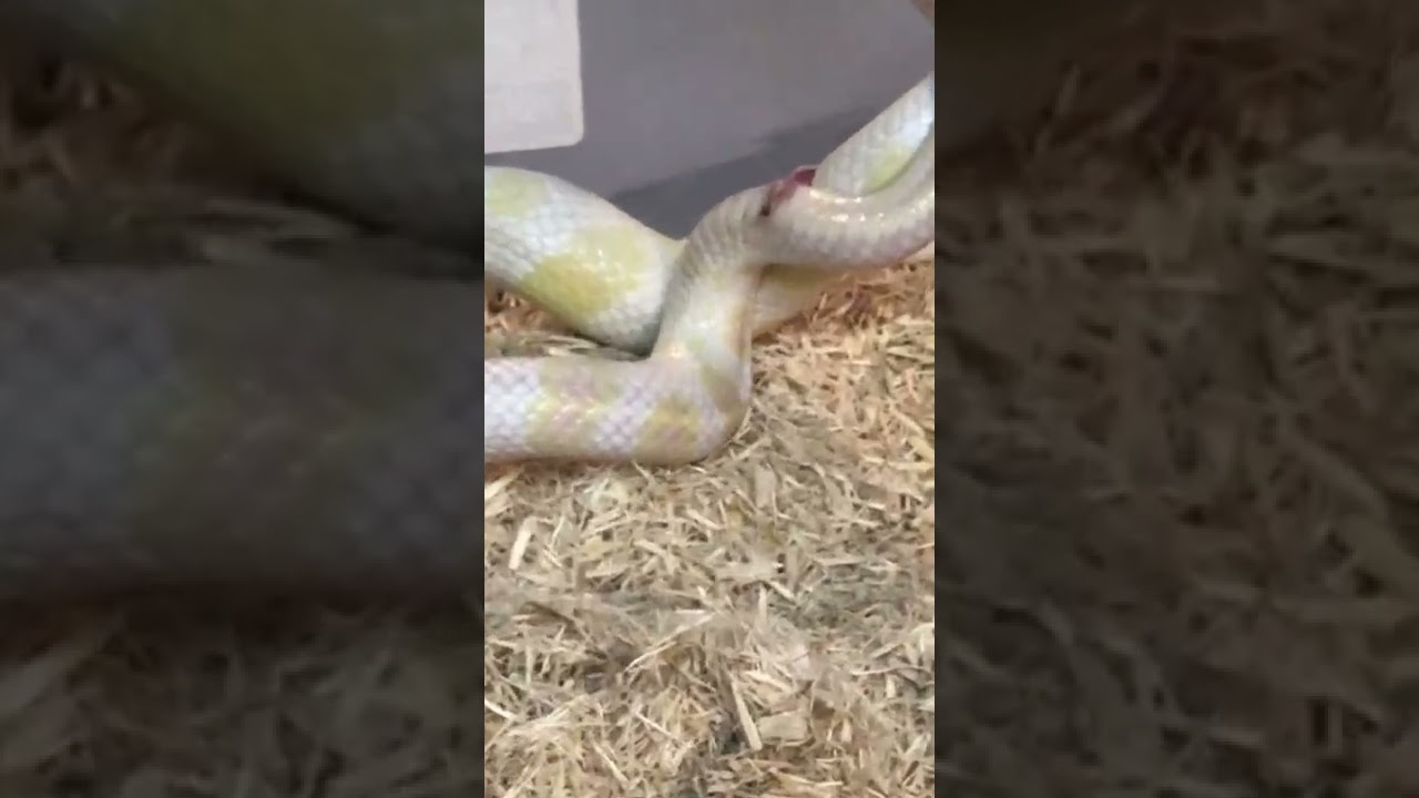 Corn snakes breeding