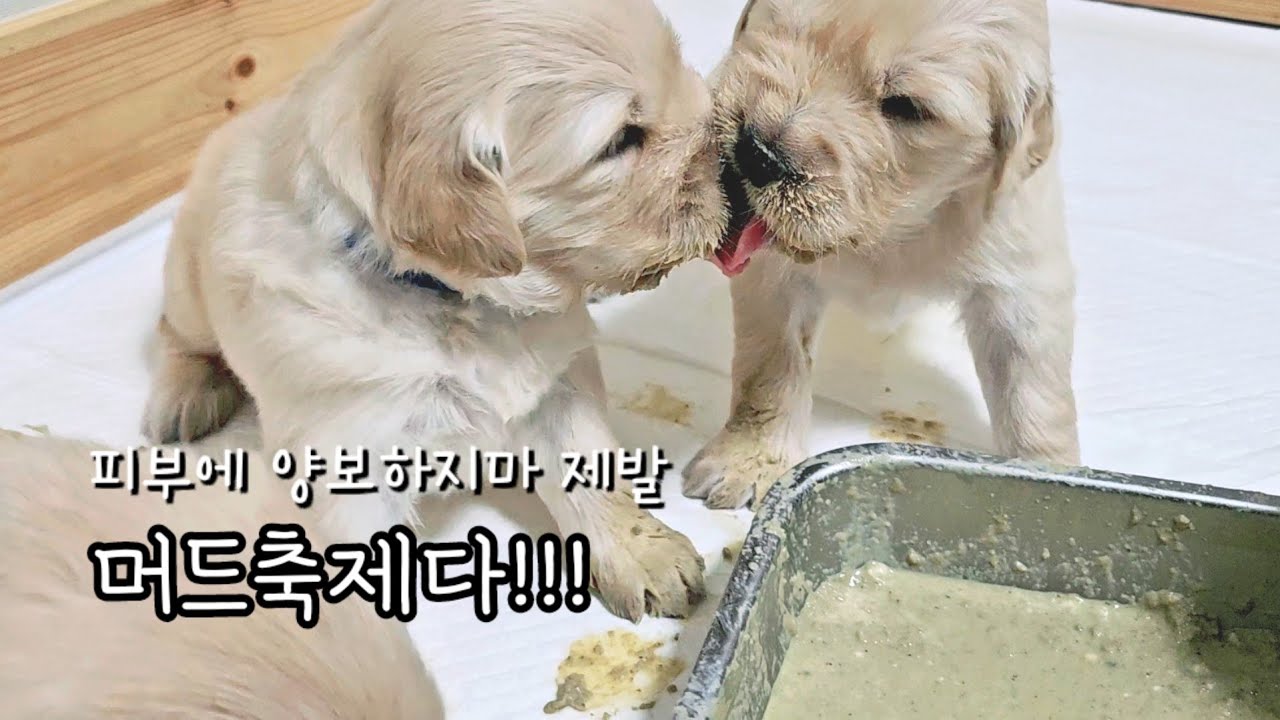 드레곤즈 머드축제 참가 /강아지 이유식 기간 #goldenretriever
