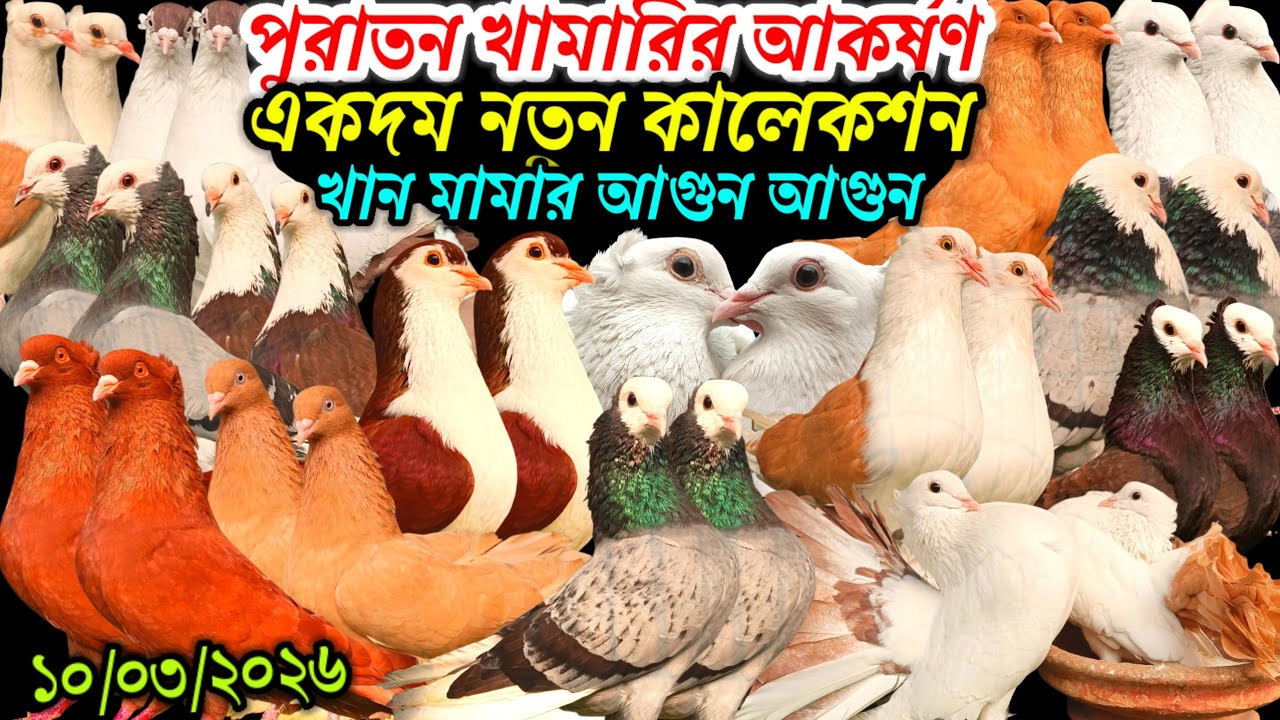 পুরাতন খামারির আকর্ষণ একদম নতুন কালেকশন খান মামার আগুন ফেন্সি রেসার গোল্লা কবুতর বিক্রি হবে