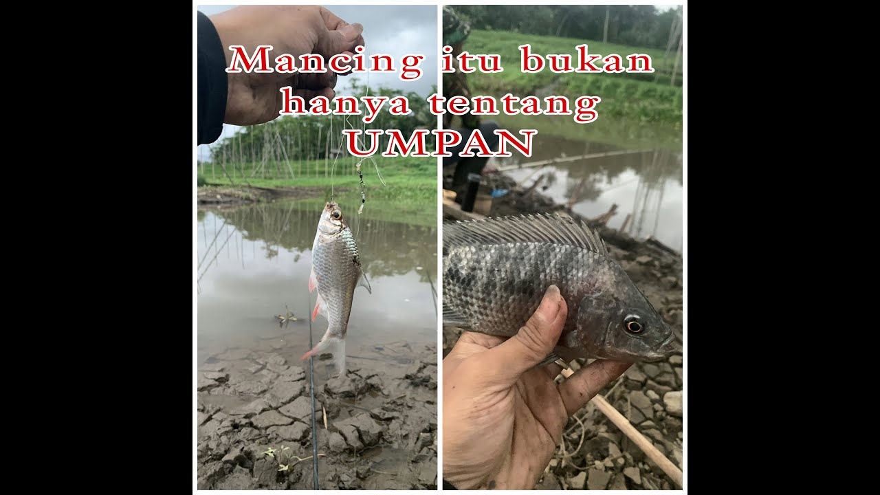 Mancing ikan di SPOT Waduk yang surut !!! Spot TURUS