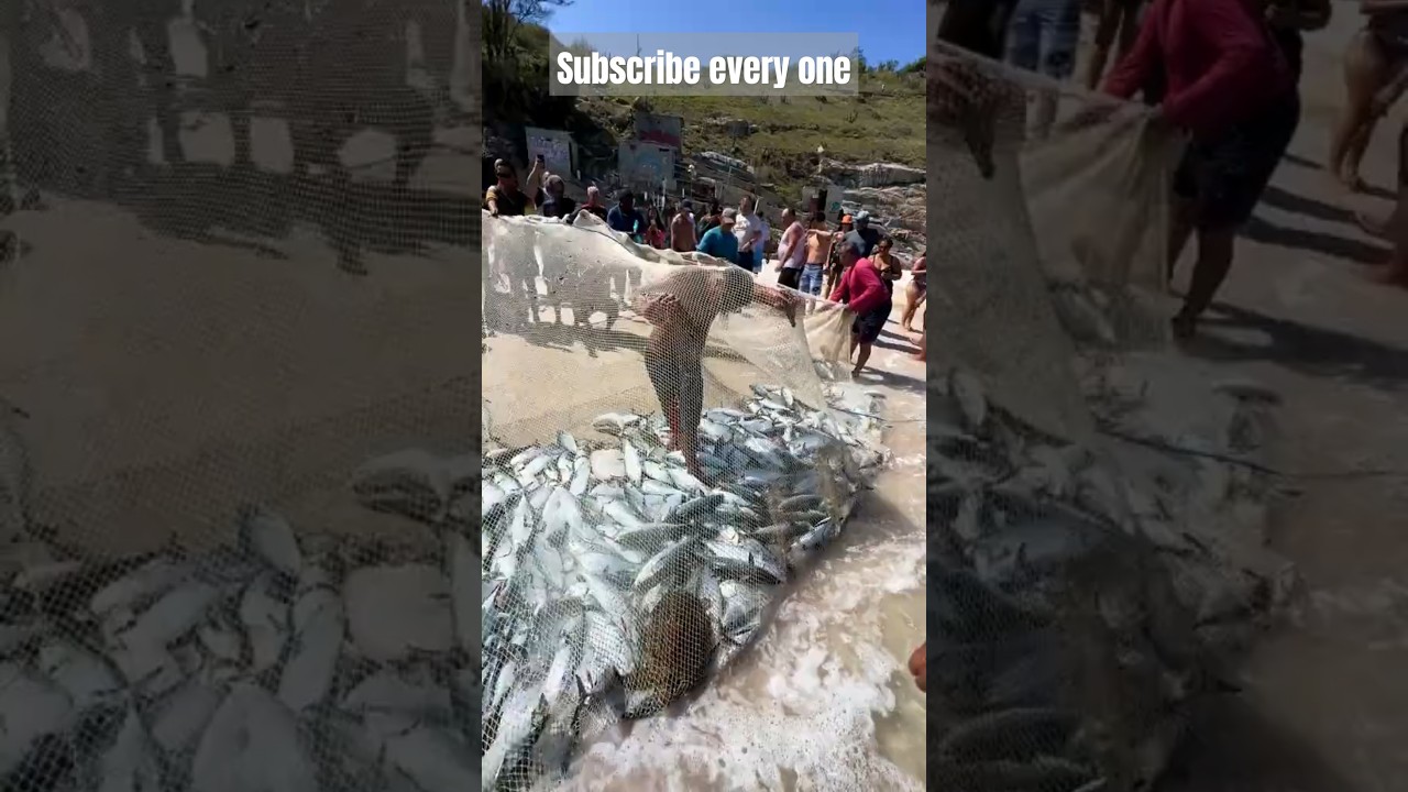 Tuna fish in south africa | Net fishing in cape Town #fishingvideo #tunafish #fishing #seafishing