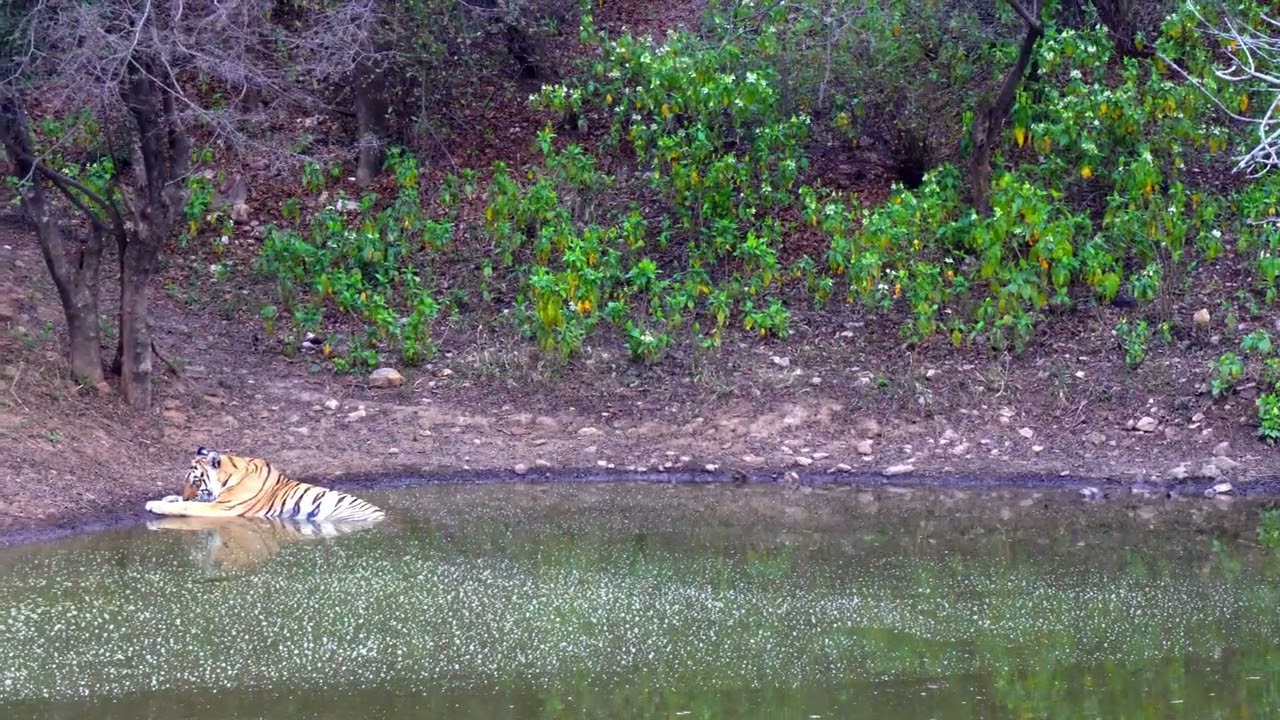 A Quiet Journey Through Sariska Tiger Reserve