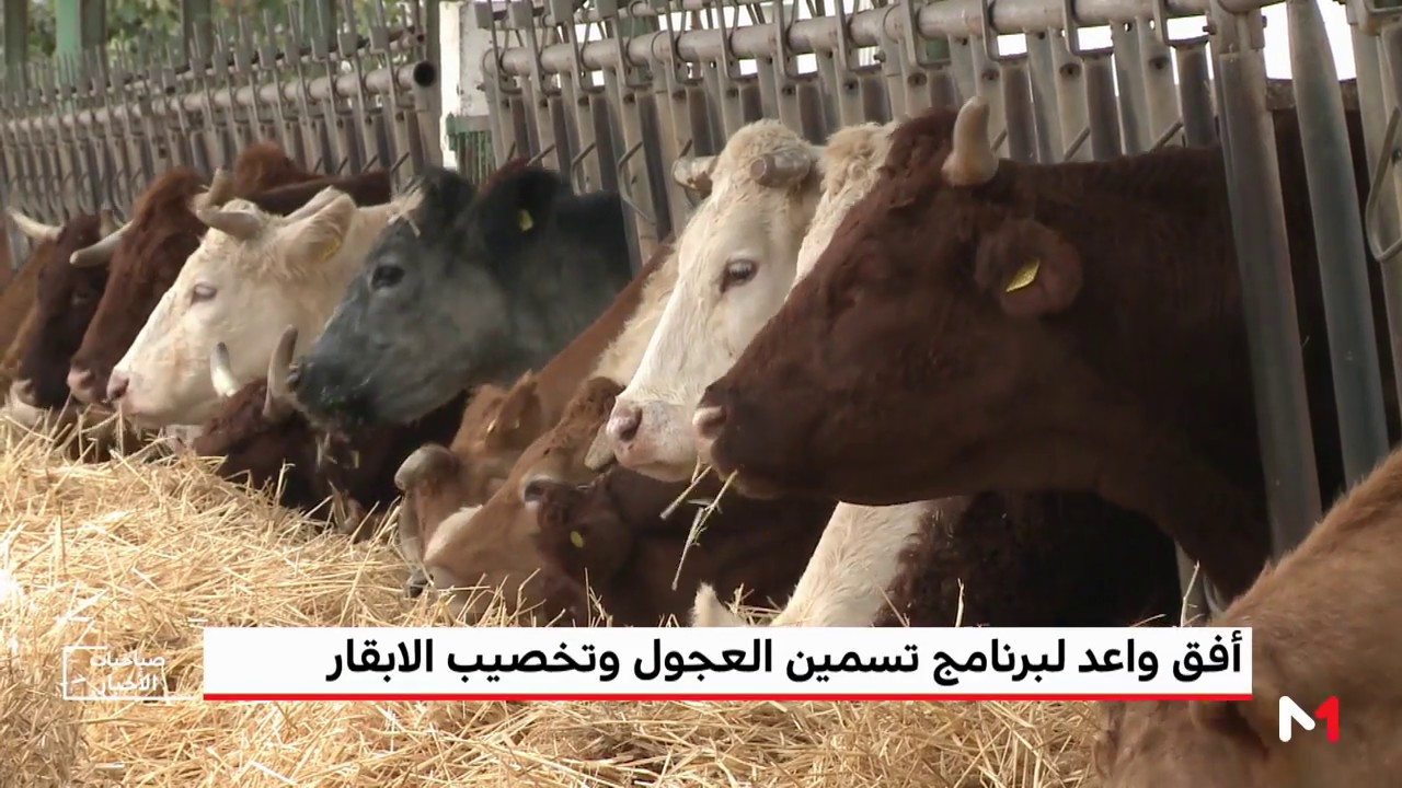 المغرب الأخضر .. أفق واعد لبرنامج تسمين العجول وتخصيب الأبقار