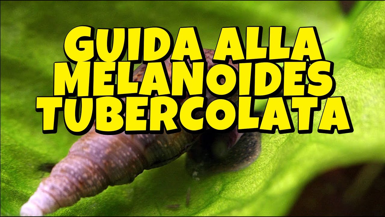 GUIDA ALLA MELANOIDES TUBERCOLATA