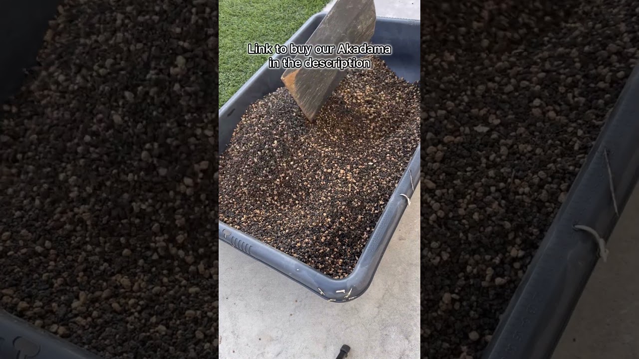 Akadama Soil: The Secret to Perfect Bonsai (and Better Drainage)