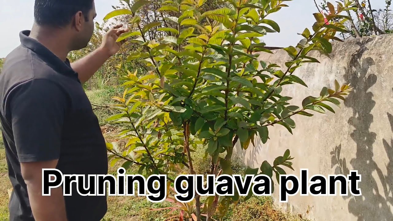 Second pruning in guava plant/ how to prune guava plant second time 