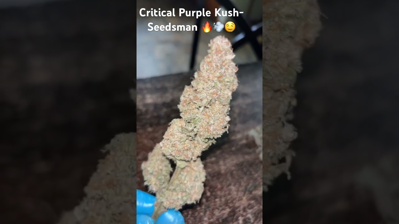 Critical Purple Kush-Seedsman 🔥💨🤤 100% recommend trying this strain out!