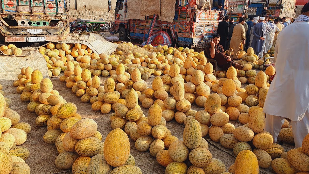 Balochistan Special Garma | Daily fruits mandi update | Afghanistan Watermelon |
