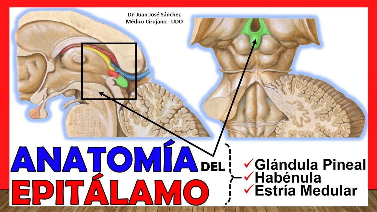 🥇 Anatomía del EPITÁLAMO. (Glándula Pineal, Habénula) ¡Explicación Sencilla!