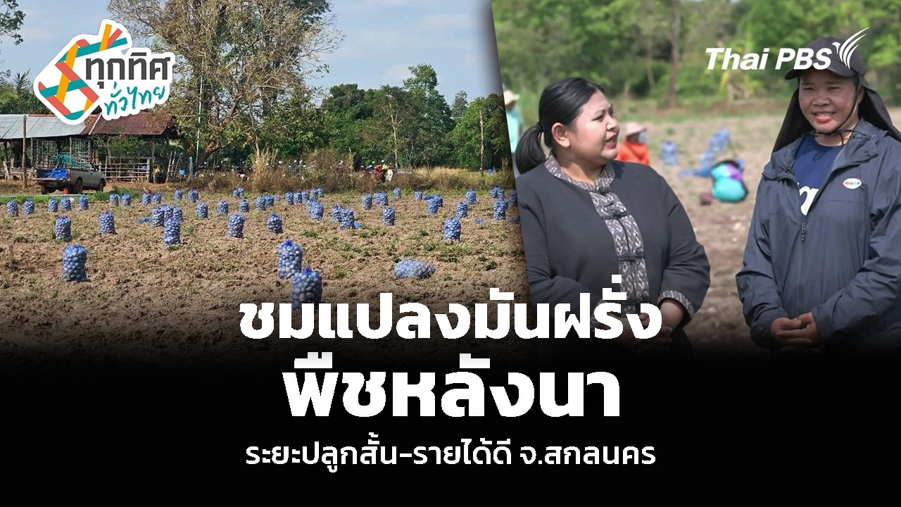 ชมแปลงมันฝรั่ง พืชหลังนา ระยะปลูกสั้น-รายได้ดี จ.สกลนคร | ทุกทิศทั่วไทย | 9 มี.ค. 69