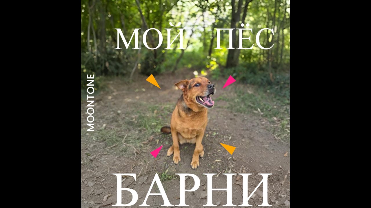 Moontone - Мой пёс Барни #барни #животные #собака #музыка #ямузыка