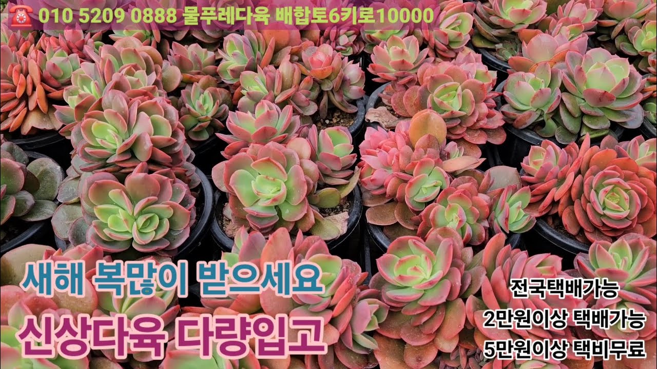 2월12일(카드결제가능)새해 복많이 받으세요 