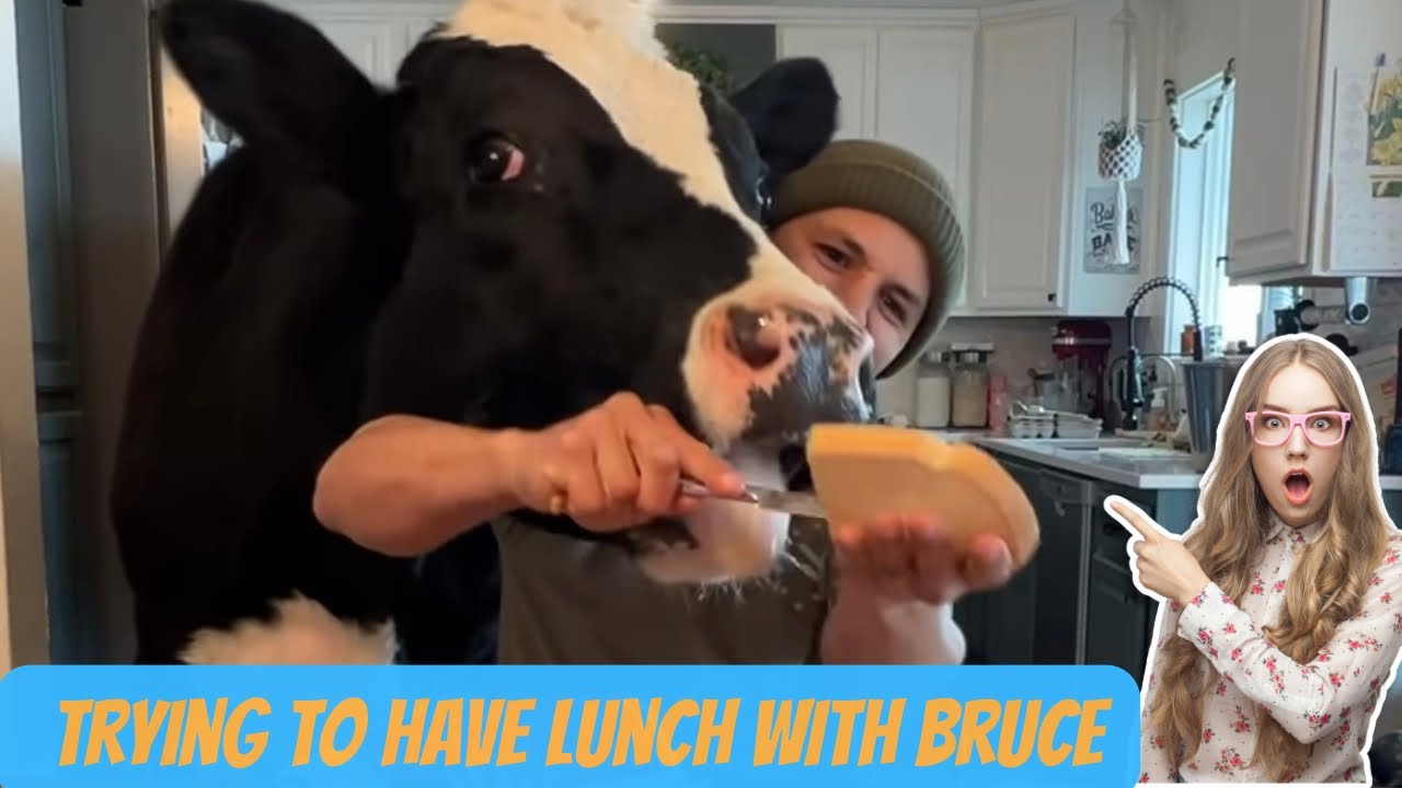 try to have lunch with bruce 🐮 #cow #food #brucethecow #outdoorcooking