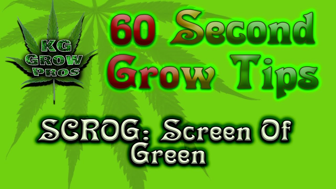 60 Second Grow Tips: Screen Of green (SCROG)